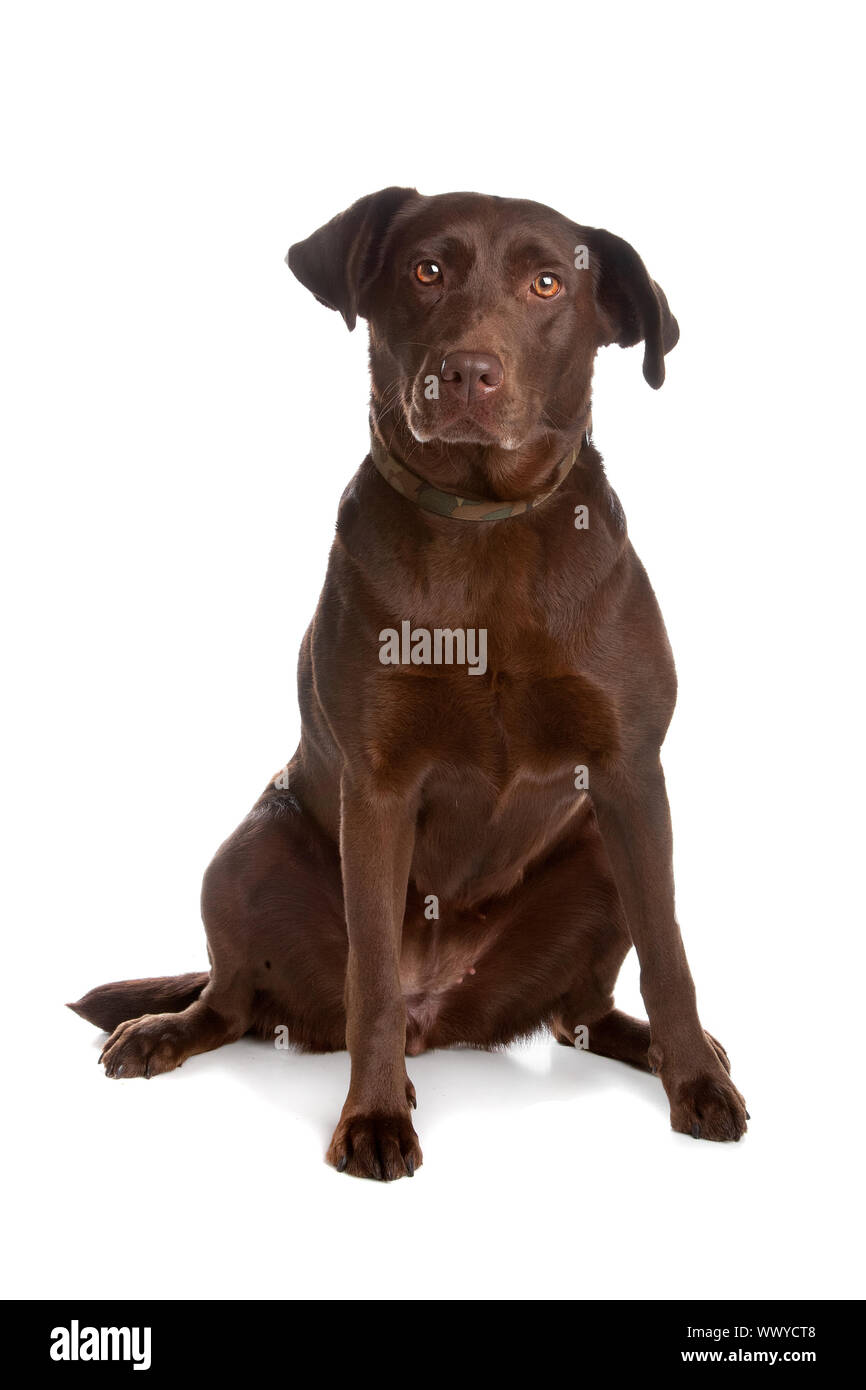 Chocolate labrador retriever dog sitting and looking at camera, isolated on a white background. Stock Photo