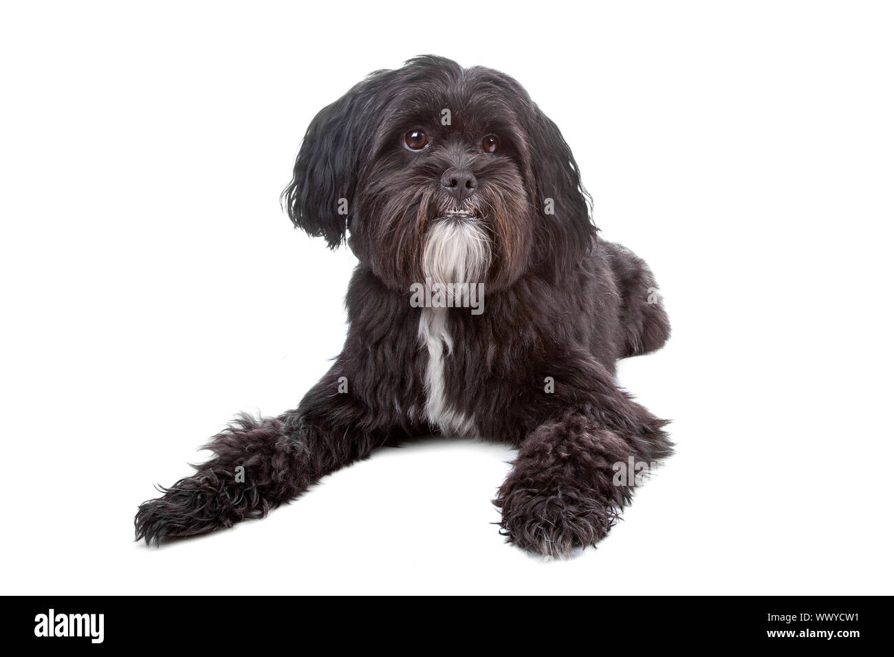 tibetan terrier mix breeds