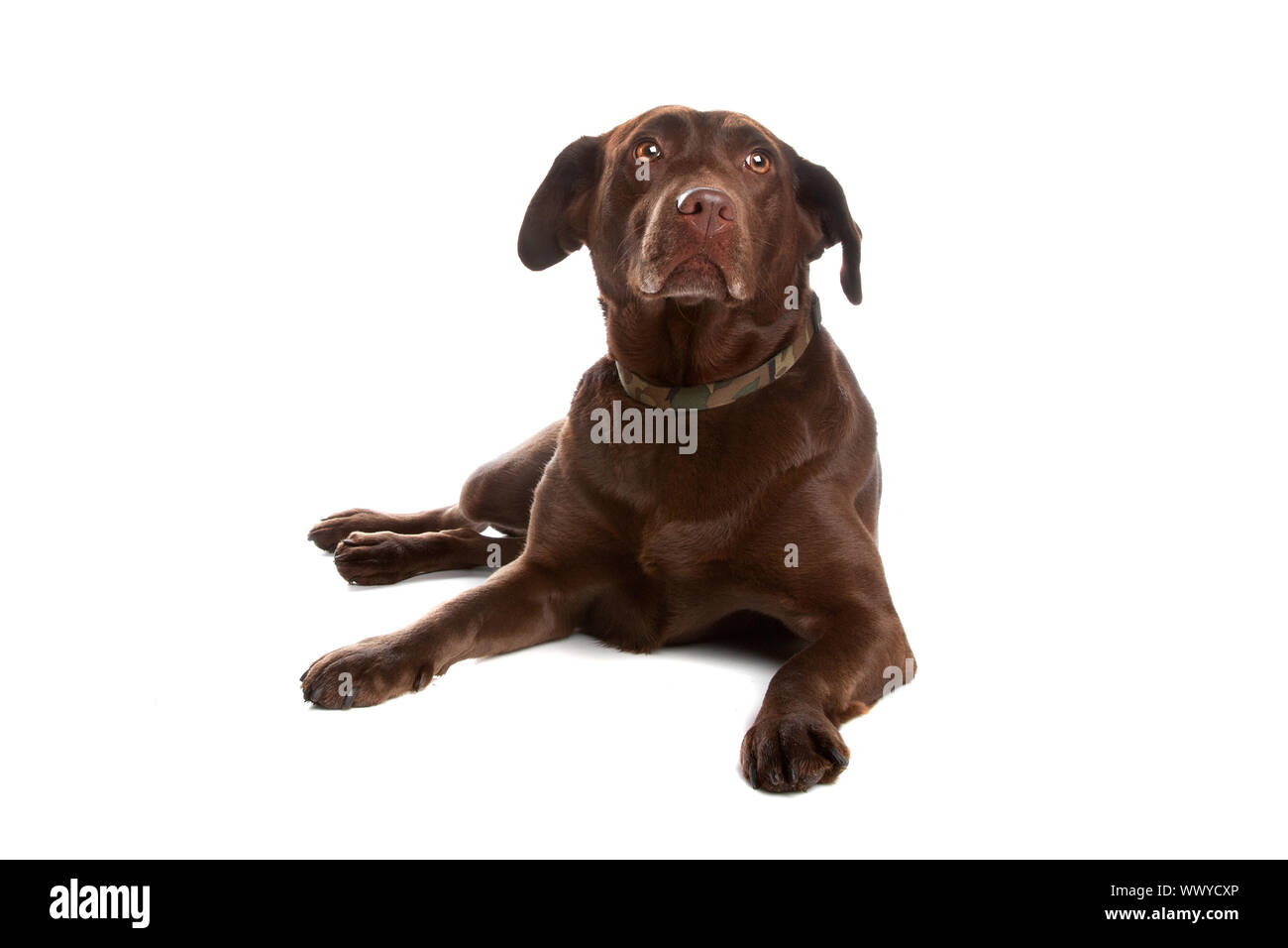 Chocolate labrador retriever dog lying and looking up, isolated on a white background. Stock Photo
