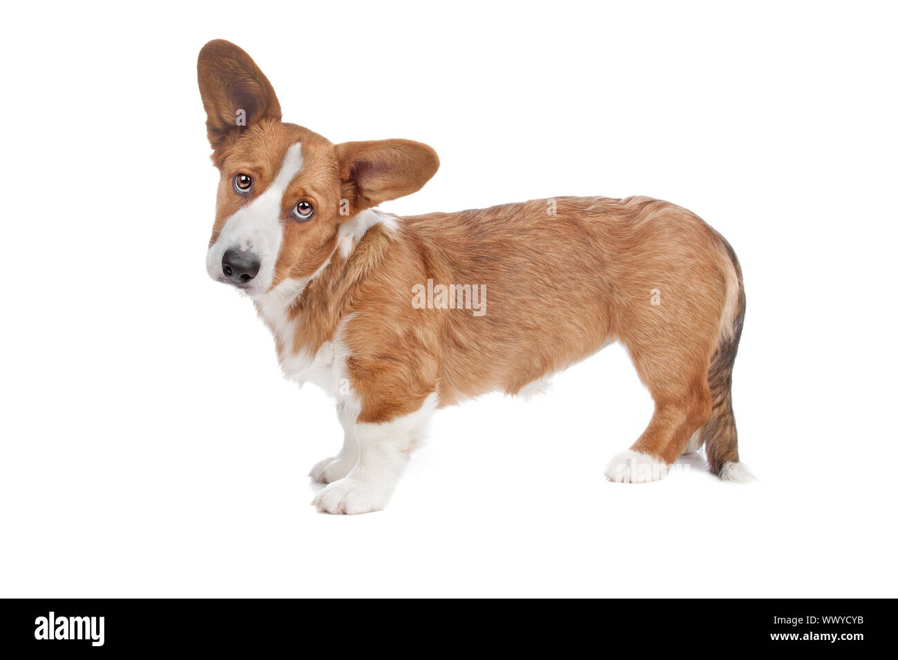 Welsh Corgi dog standing and looking at camera, isolated on a white background Stock Photo