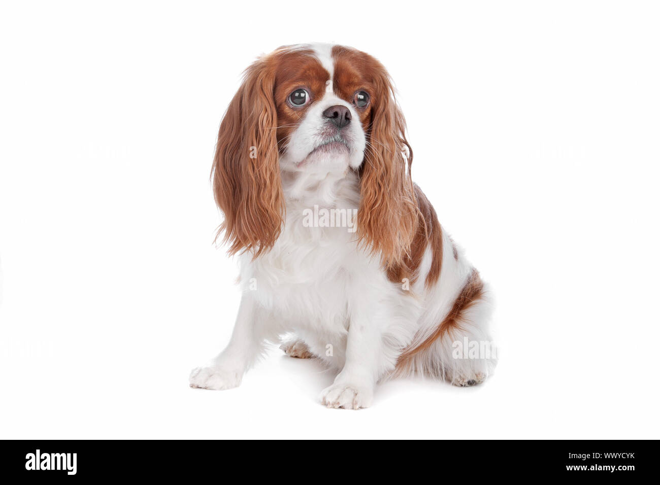 Cavalier King Charles Spaniel dog sitting, isolated on a white ...