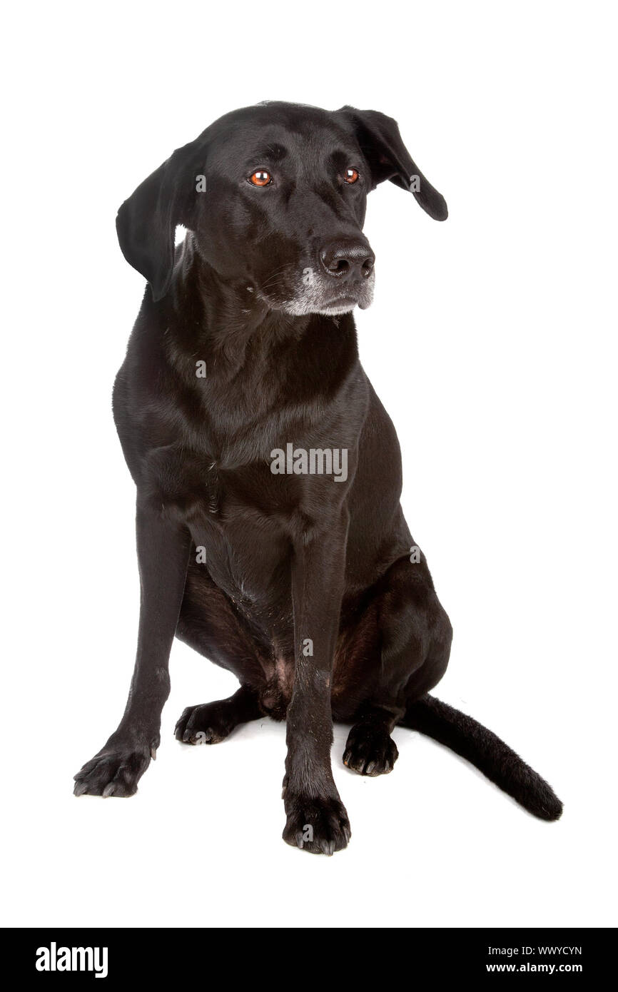 Mixed breed dog sitting, isolated on a white background Stock Photo - Alamy