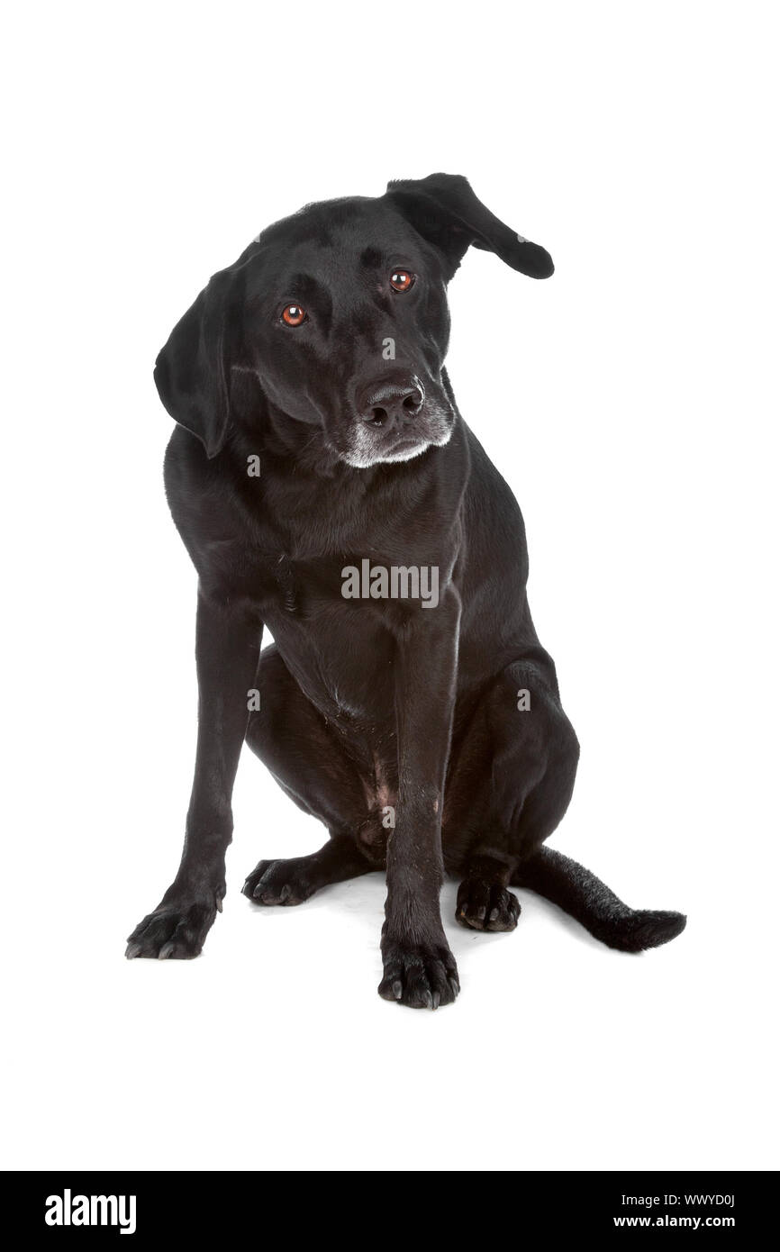 Mixed breed dog sitting, isolated on a white background Stock Photo - Alamy