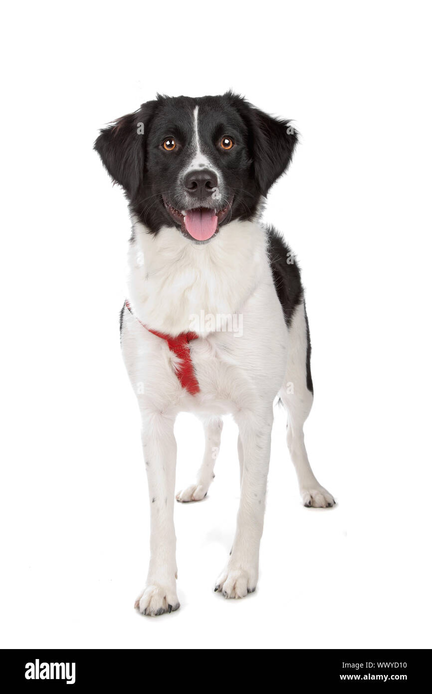 Stabyhoun isolated on white Stock Photo - Alamy