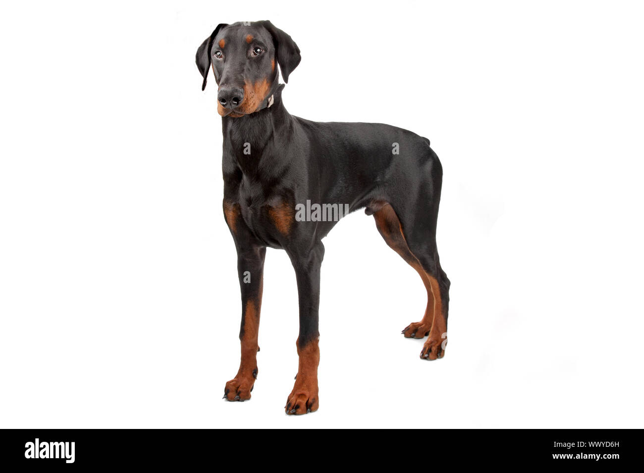 Doberman Pinscher isolated on white Stock Photo Alamy