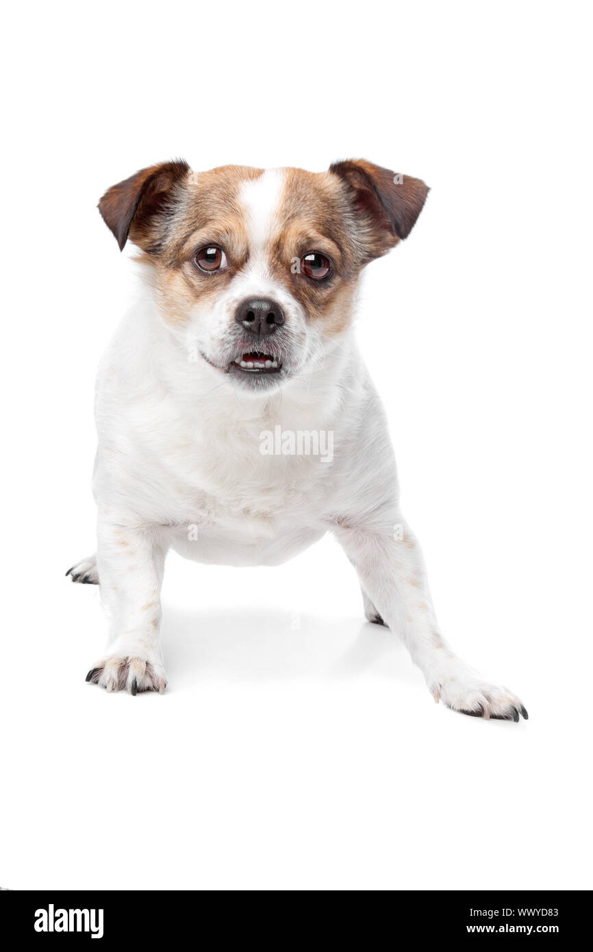 Cute mixed breed dog sitting against a white background Stock Photo - Alamy