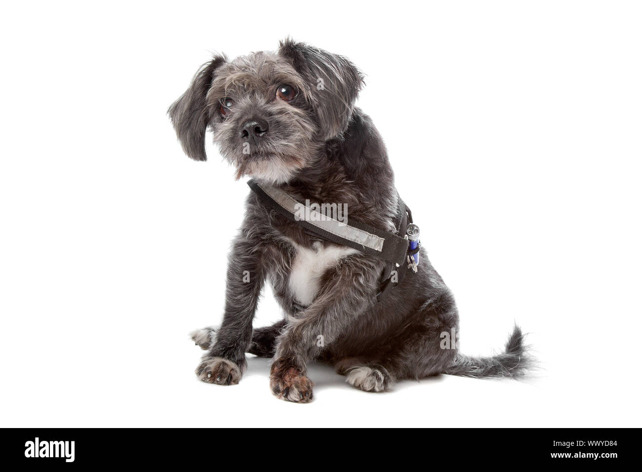mixed breed dog isolated on a white background Stock Photo - Alamy
