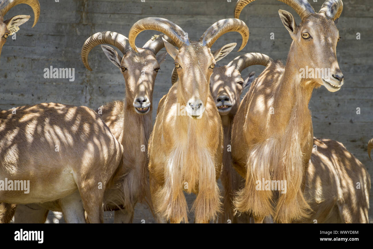Ibex, group of mountain goats, Family mammals with large horns Stock