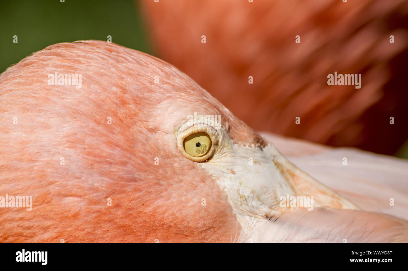 beautiful group of flamingos with their long necks and orange colors in the feathers Stock Photo