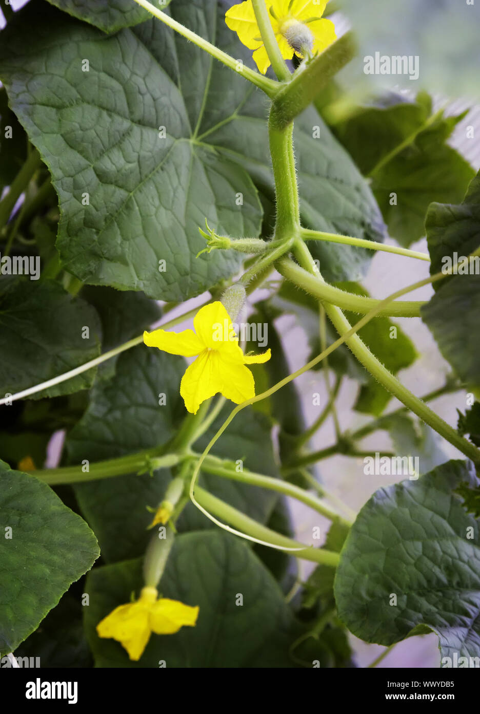 Flower of cucumber growing cucumber Stock Photo Alamy