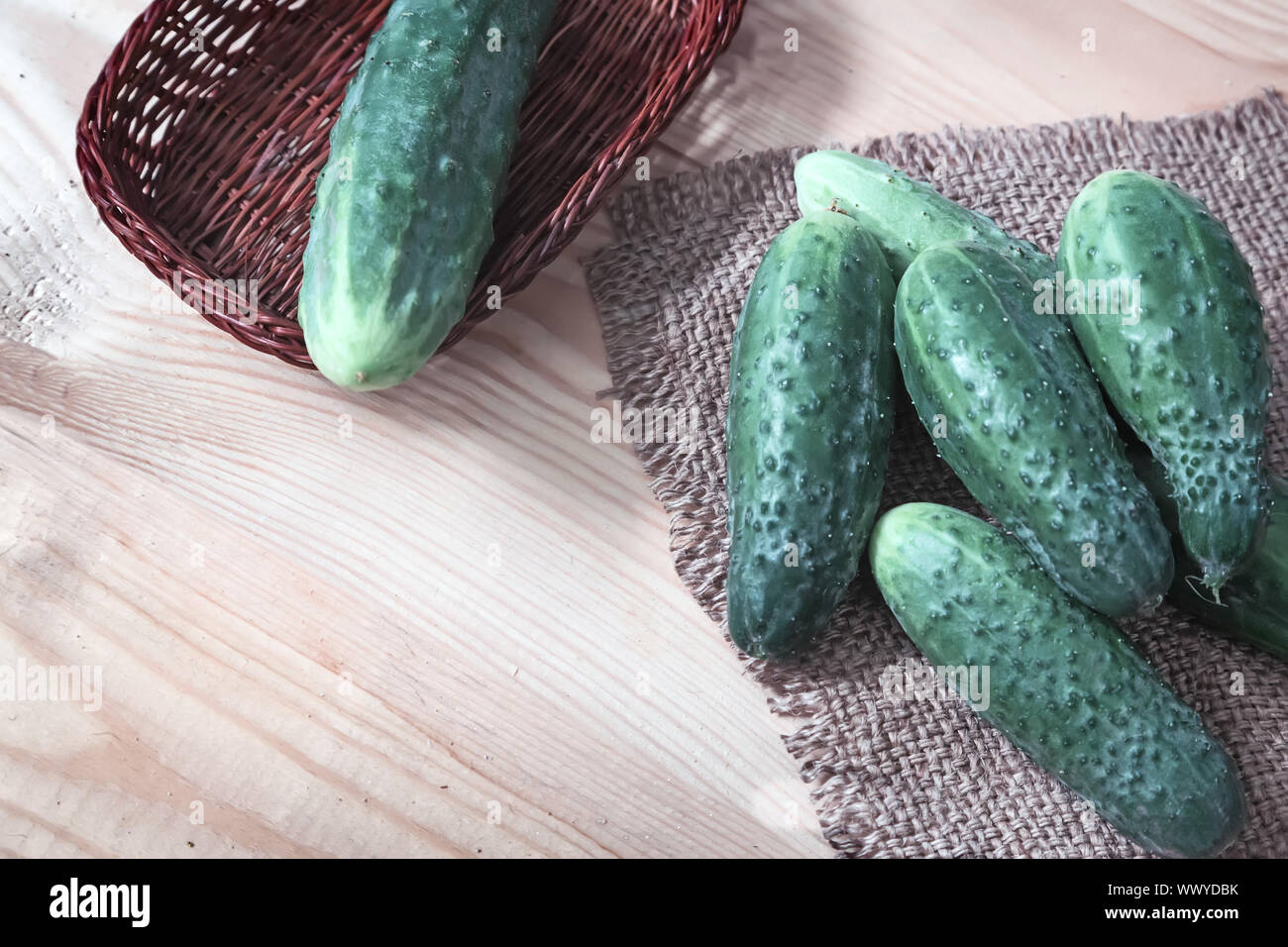 Огурец альянс f1. Огурцы сорта парижский корнишон. Огурец альянс f1. Огурцы сорт альянс. Огурец альянс f1.