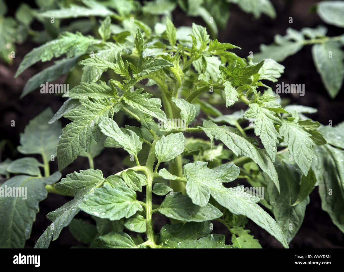 Tomatoes grow in a greenhouse. Stock Photo