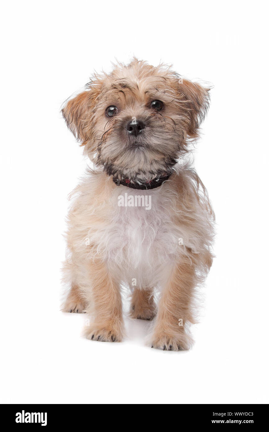 mixed breed dog isolated on a white background Stock Photo - Alamy