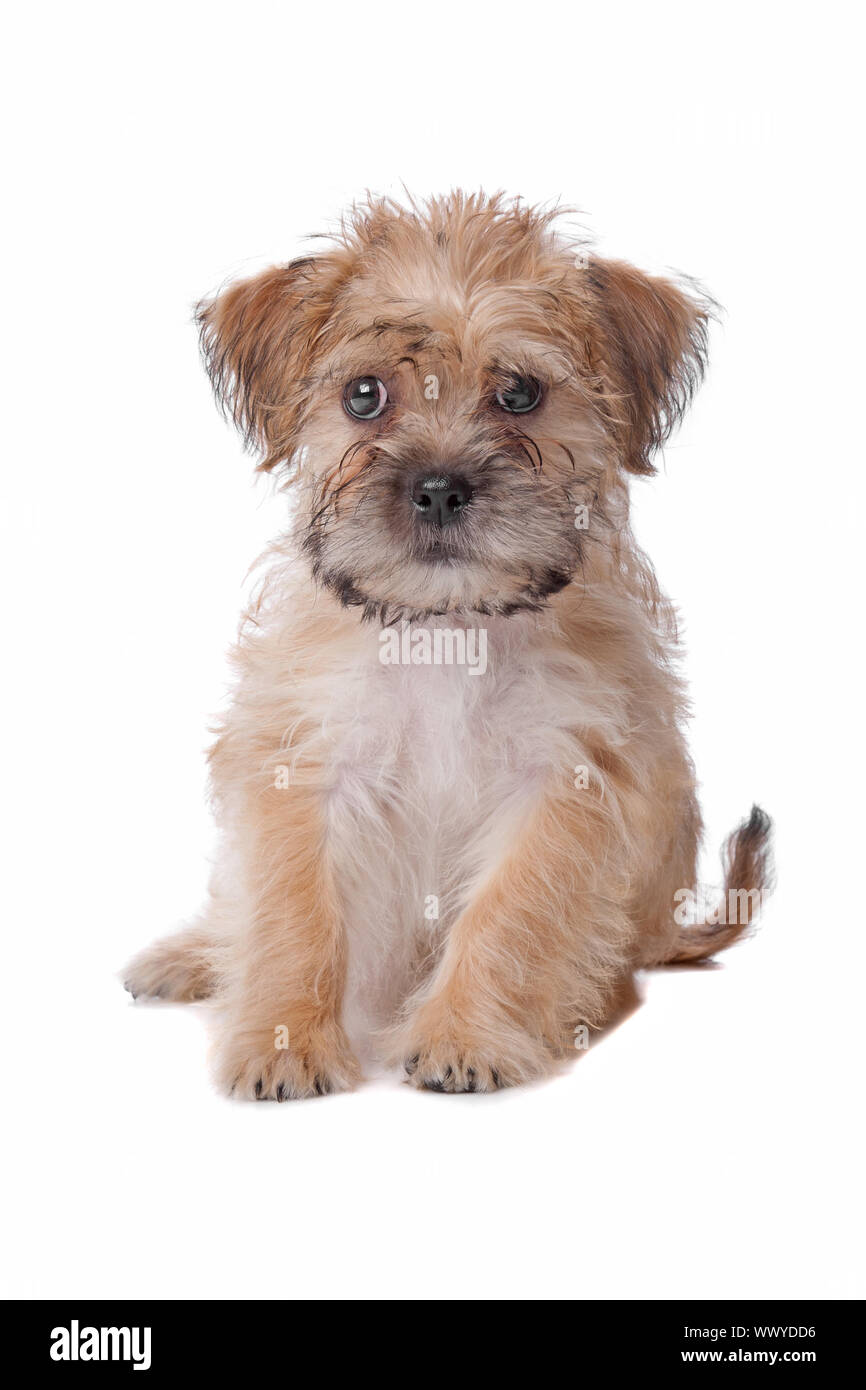 mixed breed dog isolated on a white background Stock Photo - Alamy