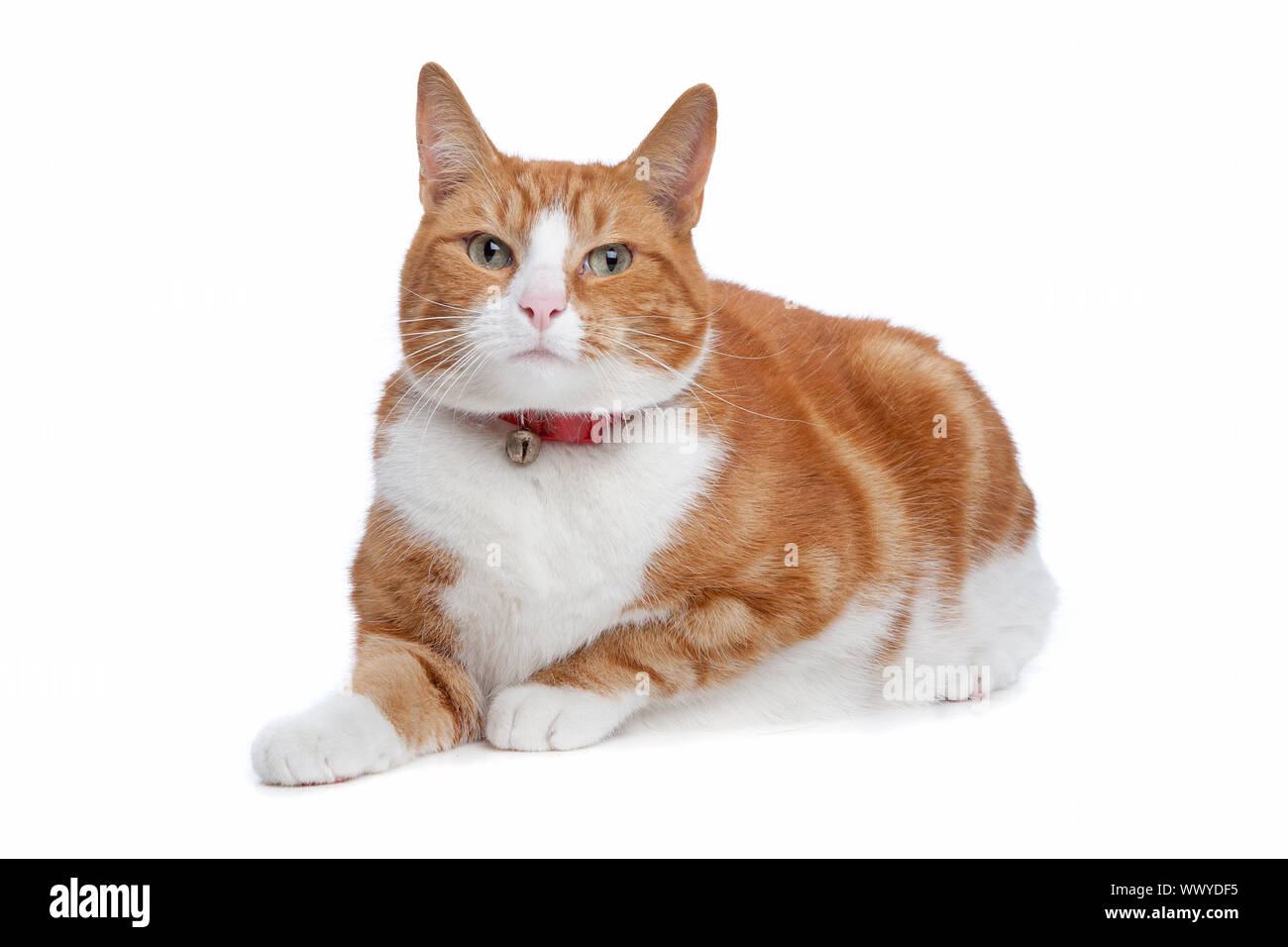 European short haired cat isolated on a white background Stock Photo ...