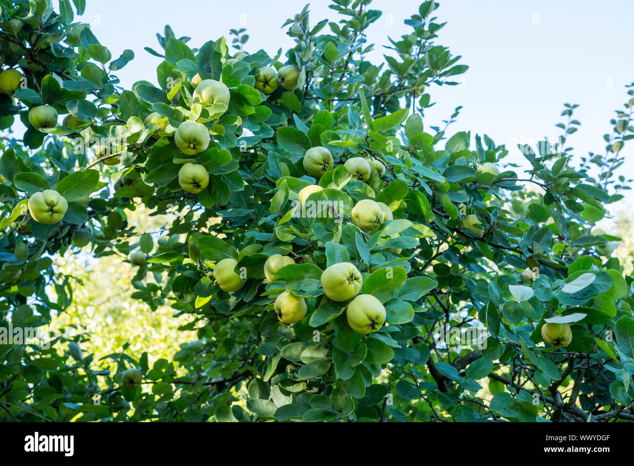 Quinces in a garden, Constantinople quince, Apple quince Stock Photo