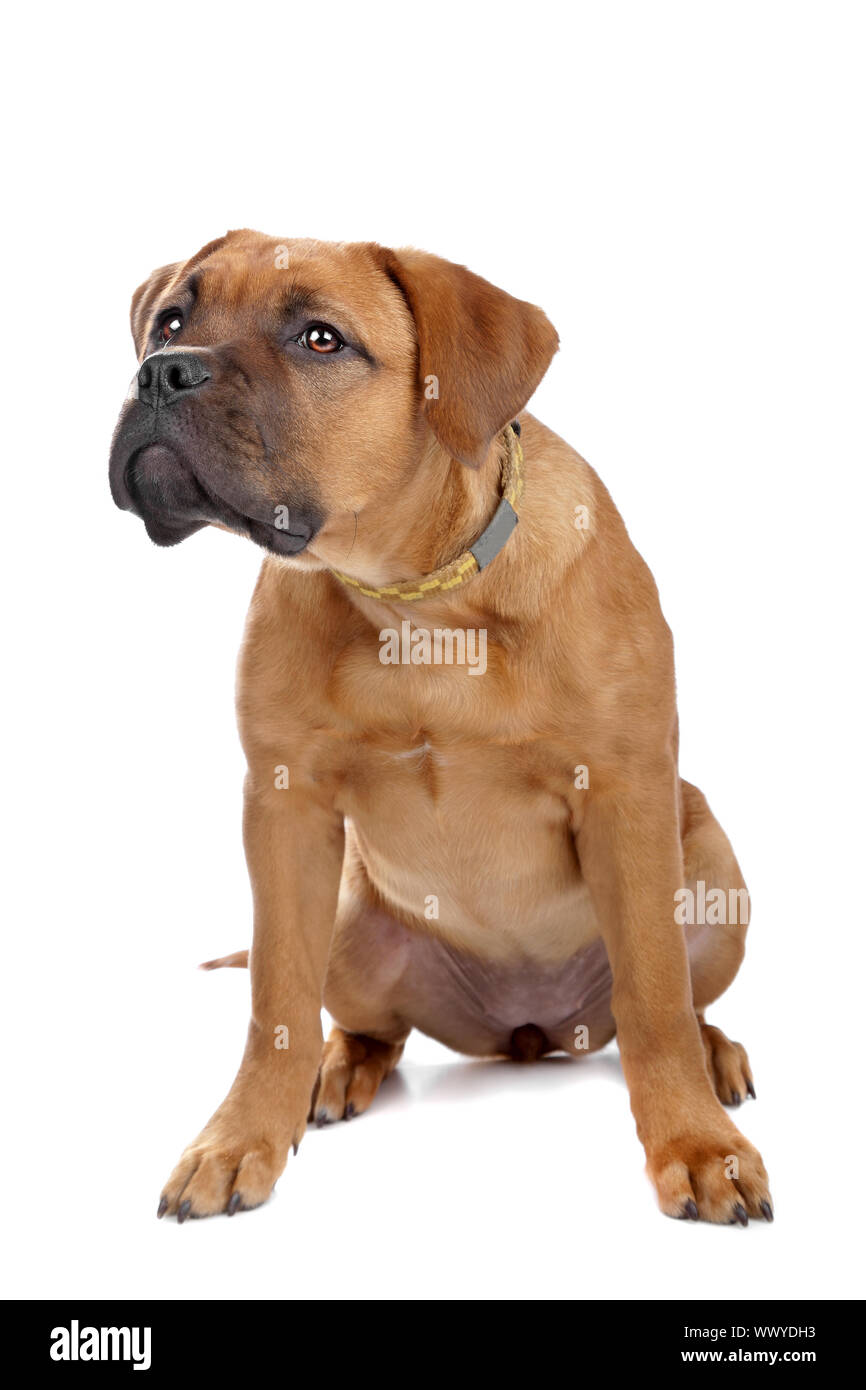 Dogue de bordeaux and french bulldog Cut Stock Images & Pictures Alamy