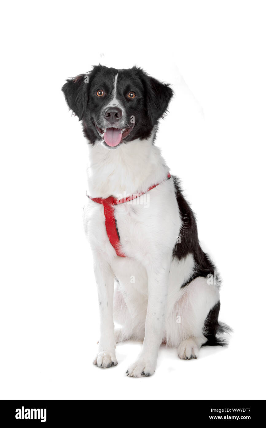 Stabyhoun isolated on white Stock Photo - Alamy