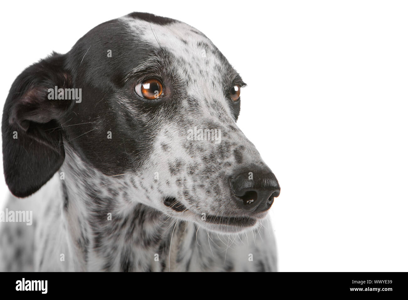 Black and white greyhound hot sale puppy