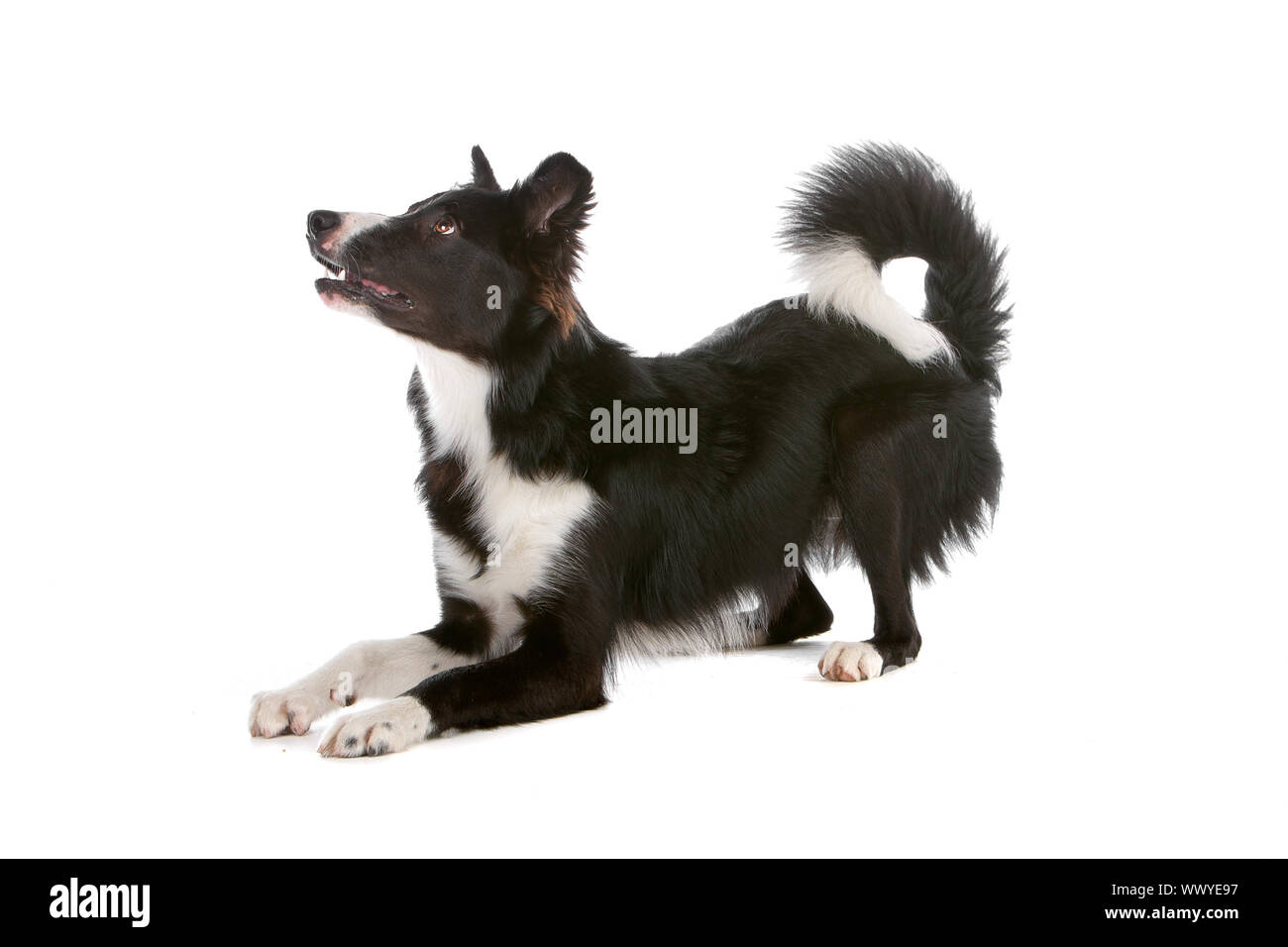a border collie sheepdog isolated on a white background Stock Photo - Alamy