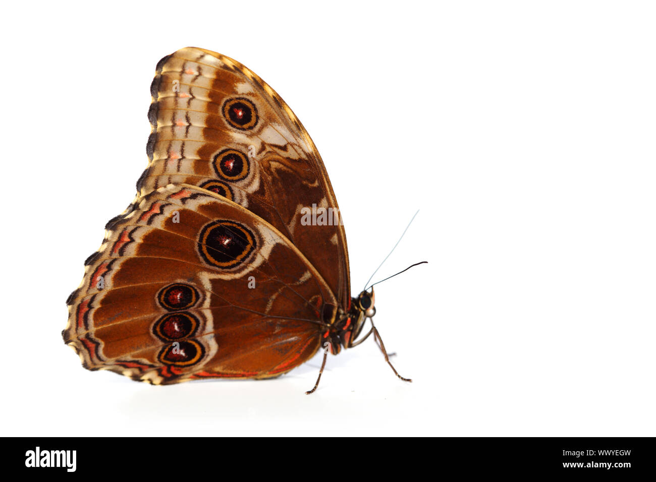 blue morpho isolated on white background Stock Photo Alamy