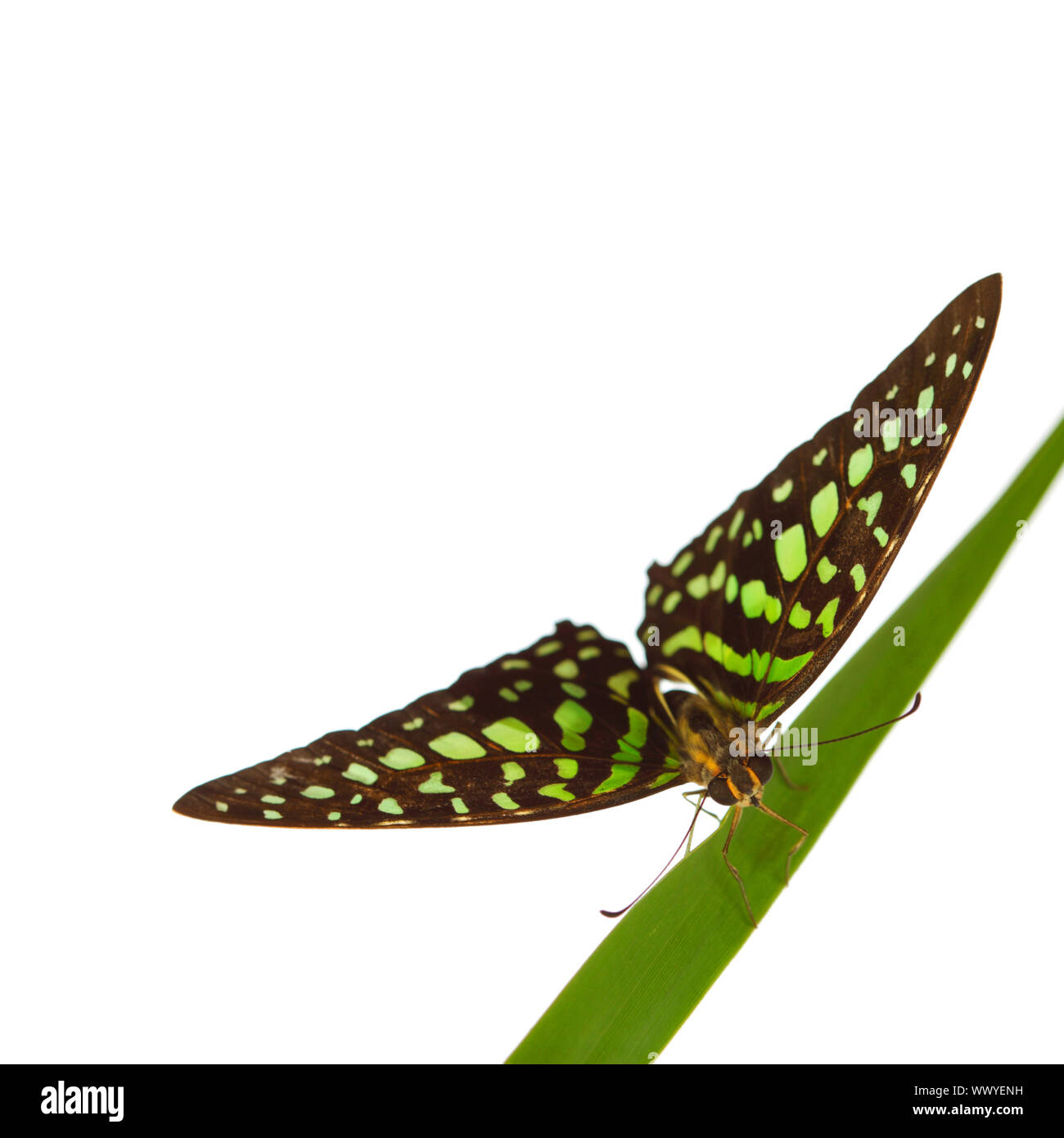 Graphium on green grass isolated Stock Photo - Alamy