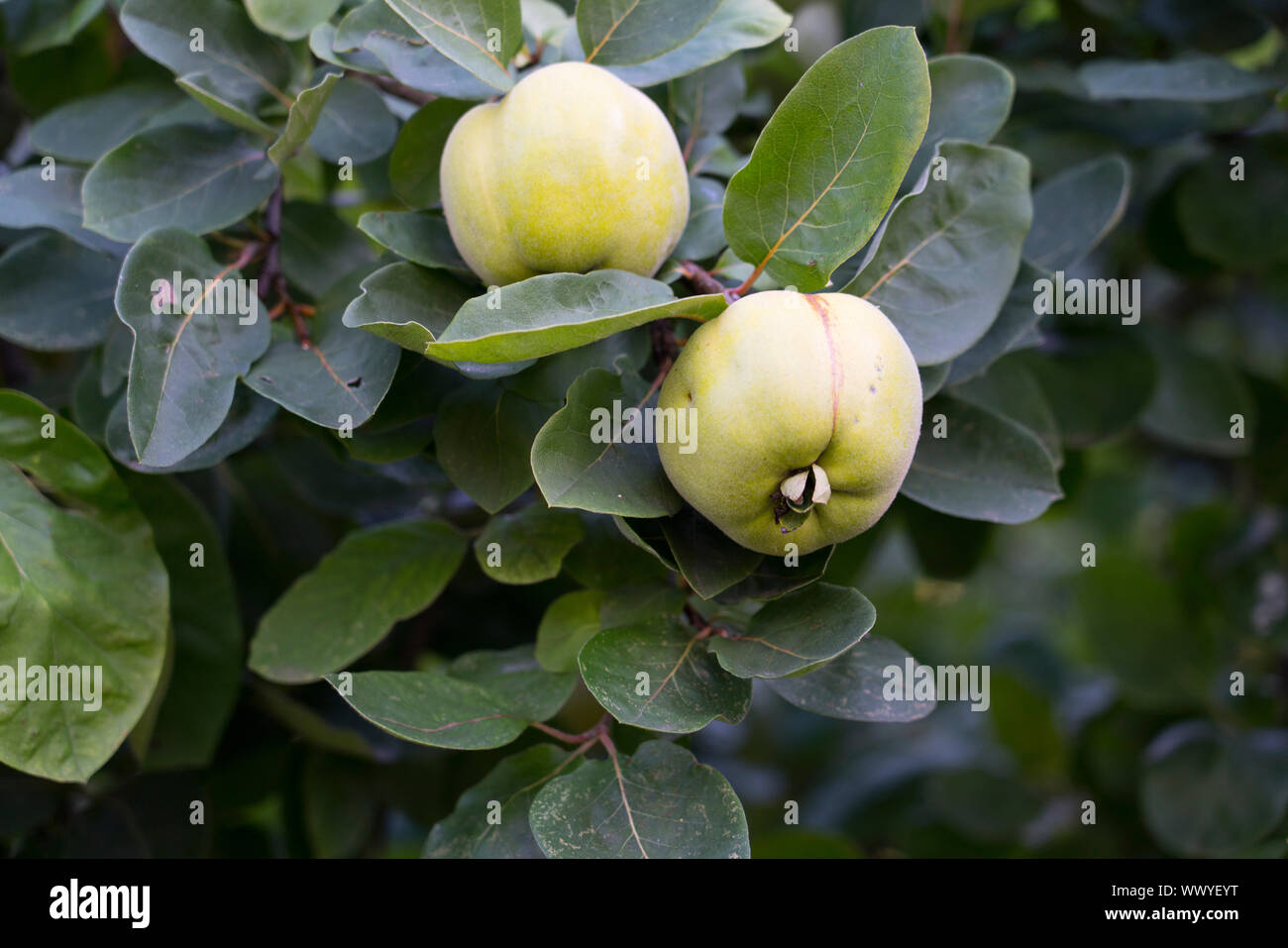 Quinces in a garden, Constantinople quince, Apple quince Stock Photo