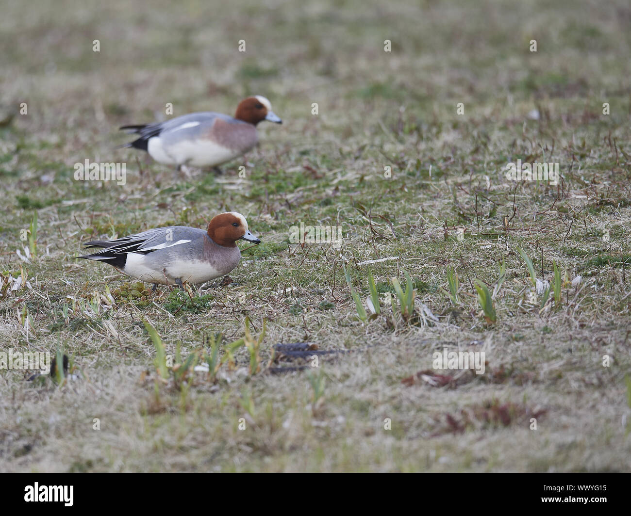 Wigeon birds hi-res stock photography and images - Alamy