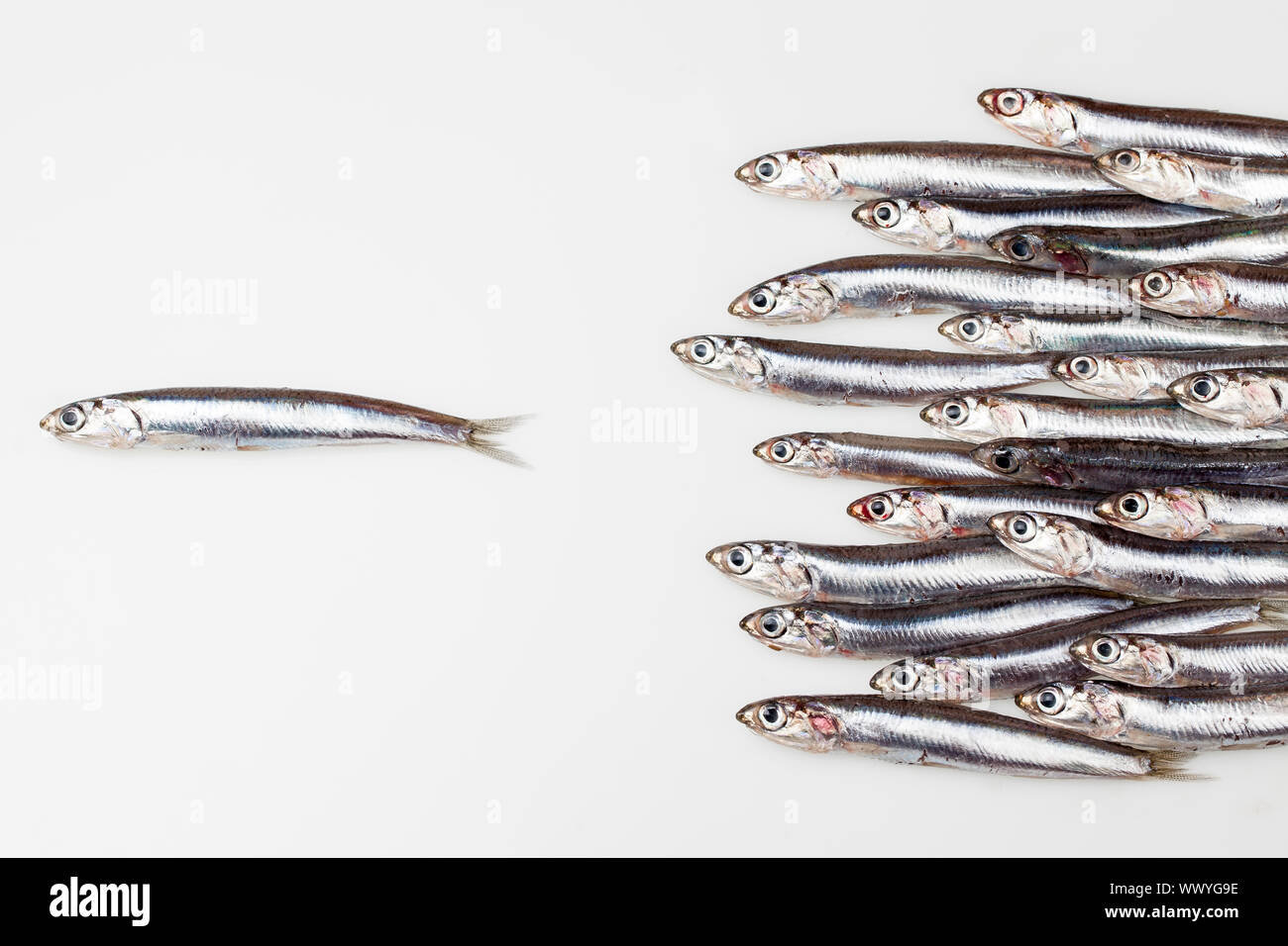 To gain - Anchovies Stock Photo