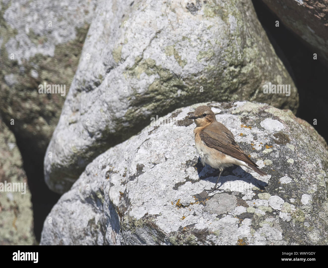 wheatear Stock Photo