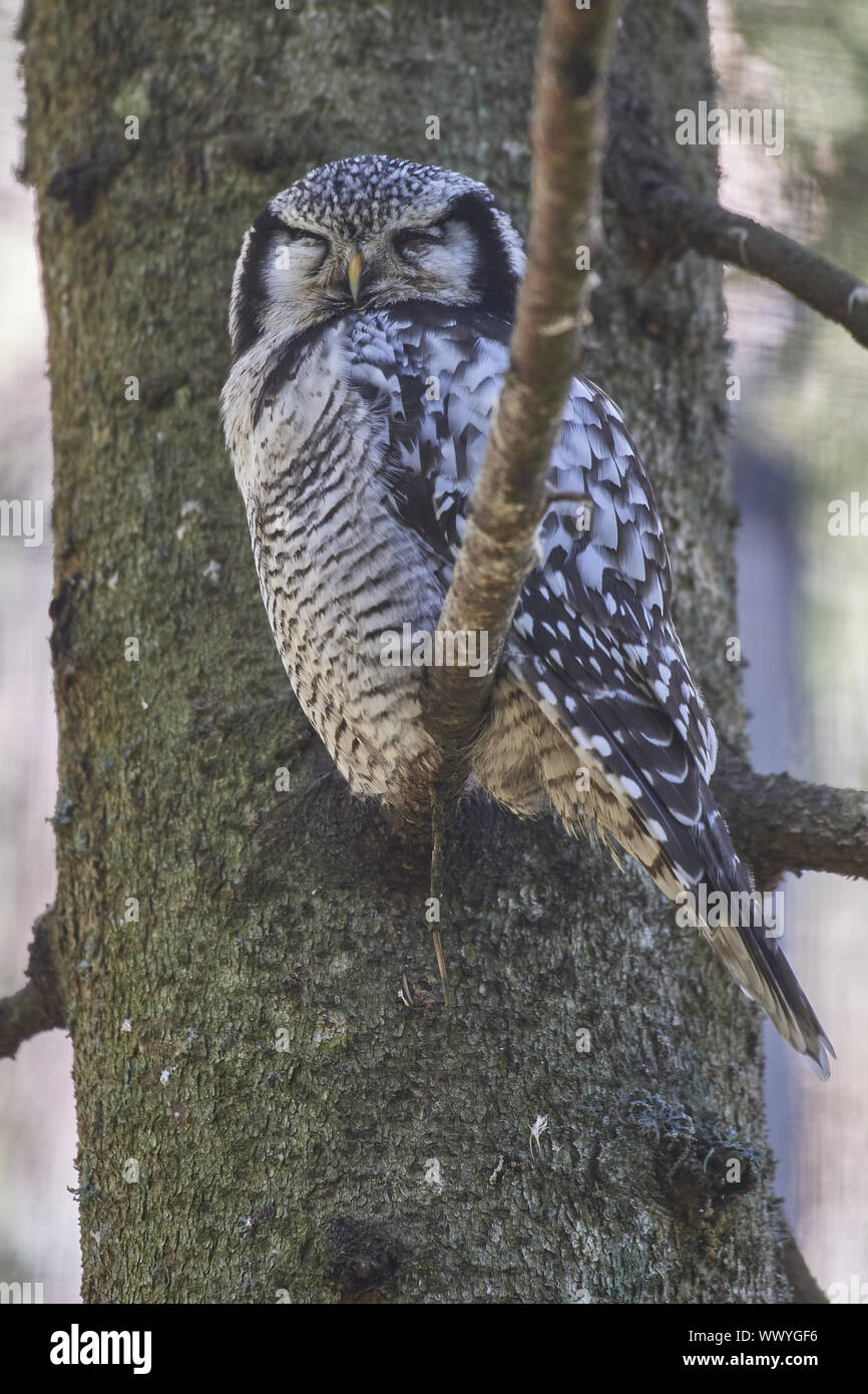 Typical owl hi-res stock photography and images - Alamy