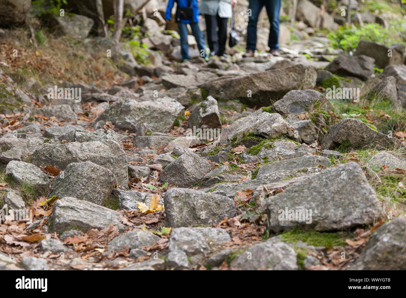 stony hiking trail in the Harz Mountains Stock Photo