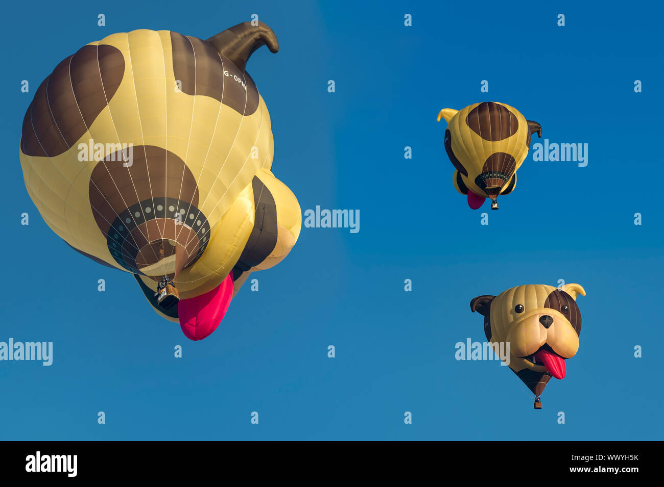 Arnsberg, North Rhine Westphalia / Germany-August 31th 2019: Hot air balloon special shape of a dog's head. 3 pictures in one.  Warsteiner Internation Stock Photo