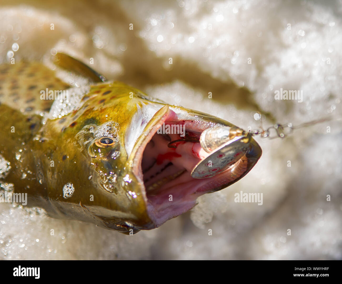 Salmon caught in lake with foamy water Stock Photo Alamy