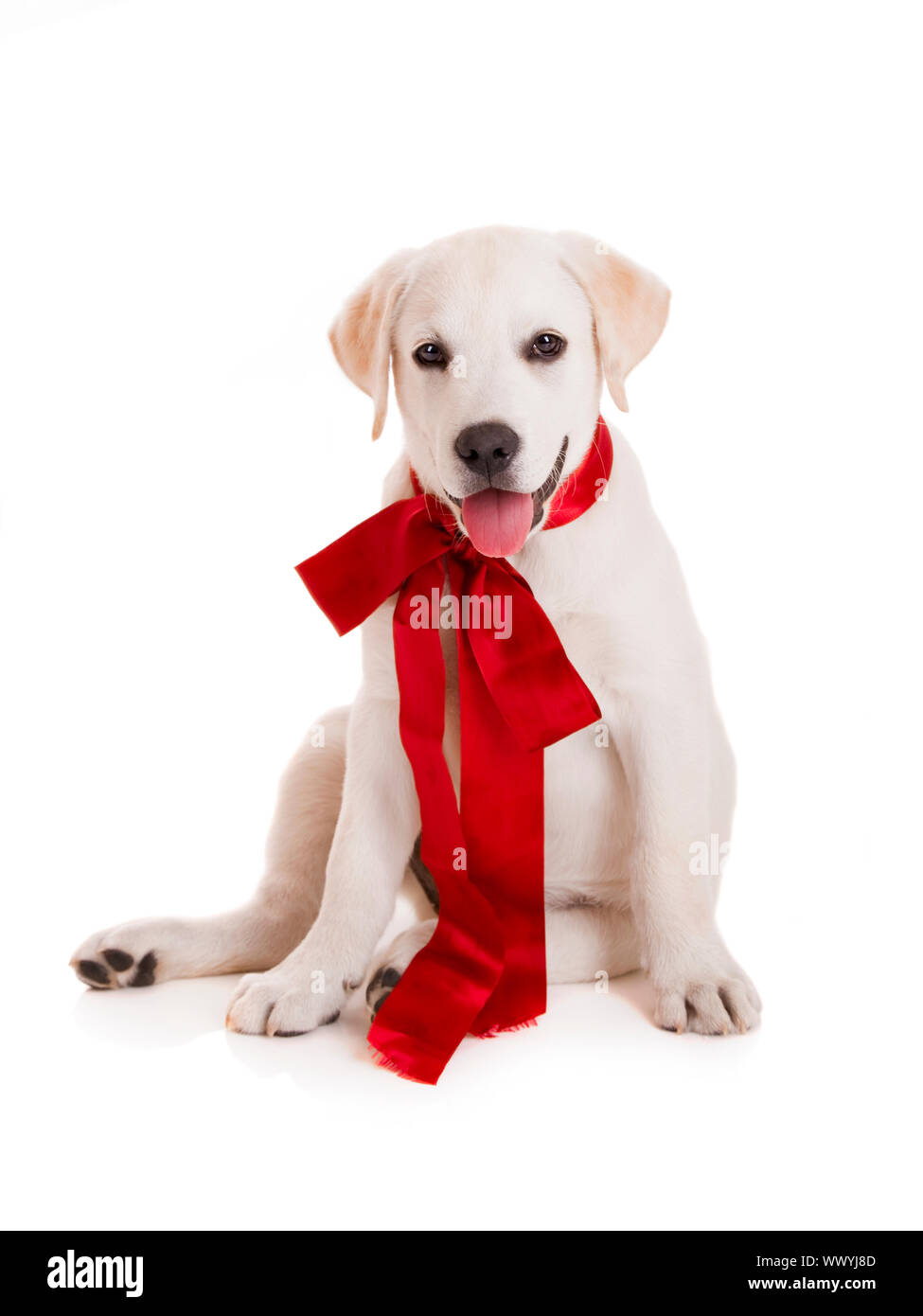 Adorable labrador retriever puppy wearing a red sattin lace, isolated ...