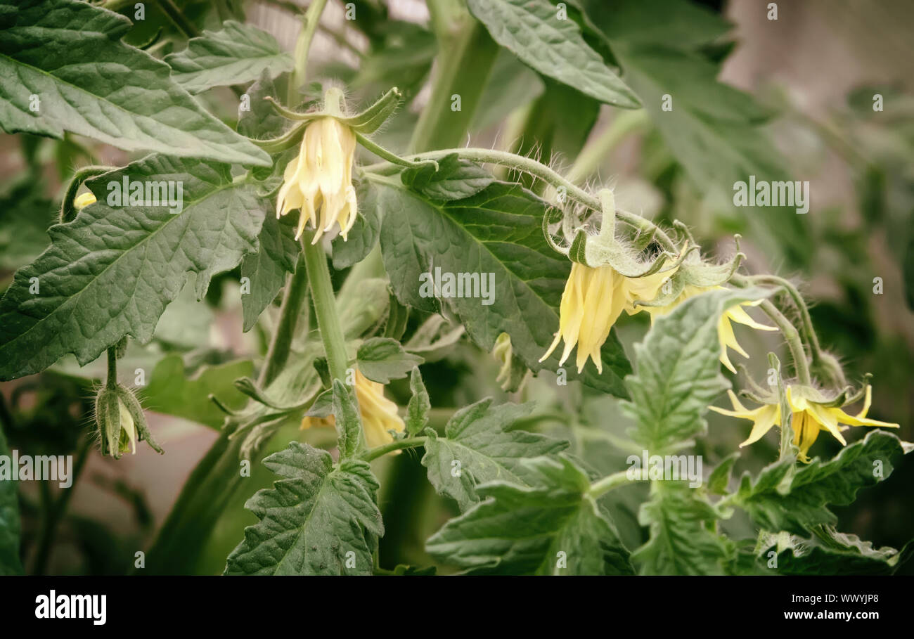 Bloom in the greenhouse tomato plants Stock Photo Alamy