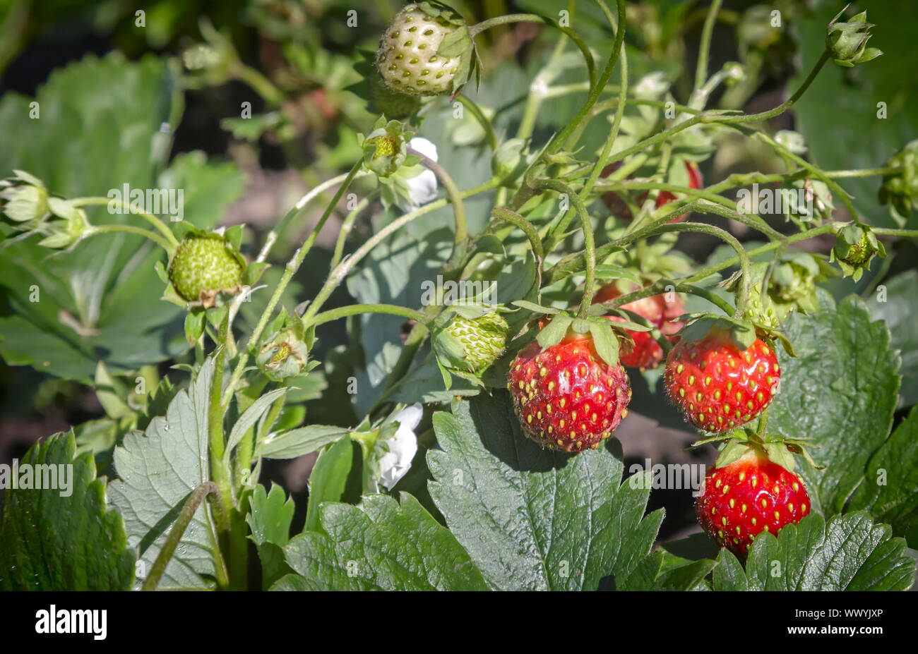 Strawberry ripe berries in the garden Stock Photo - Alamy