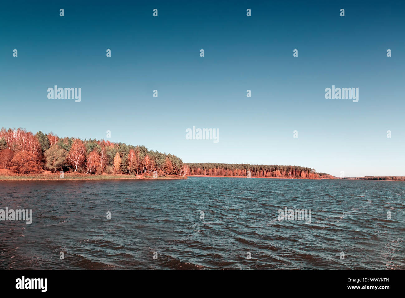 The autumn wood on the bank of the big beautiful lake Stock Photo - Alamy