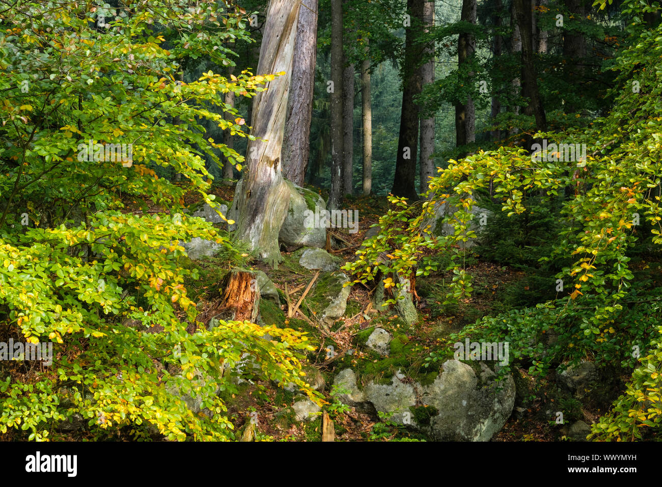 Autumn in the Harz National Park Stock Photo
