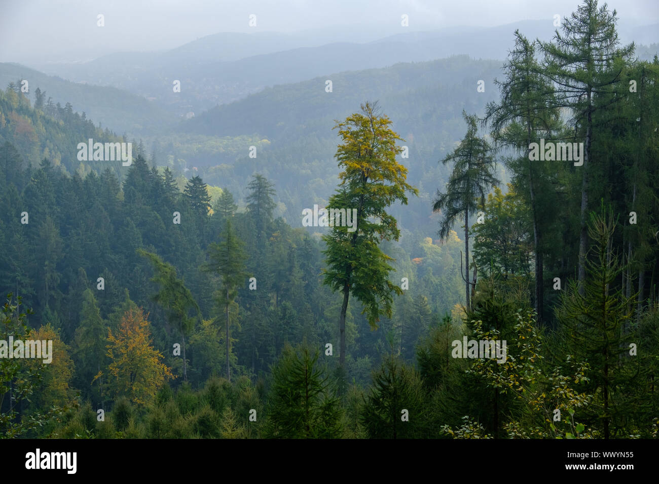 Autumn in the Harz National Park Stock Photo