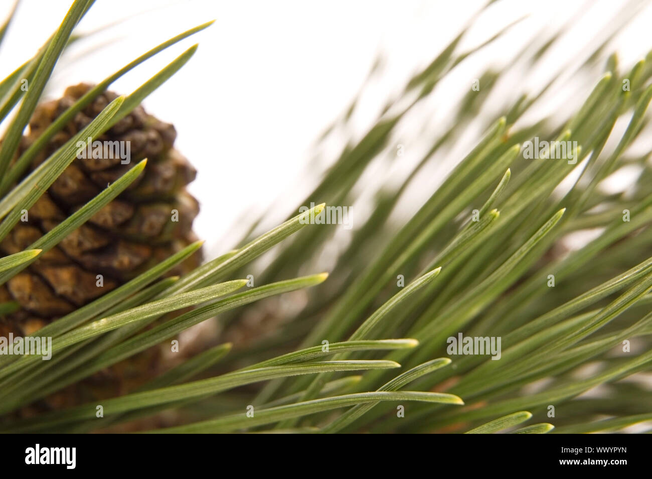 branch with cone isolated on the white background Stock Photo - Alamy