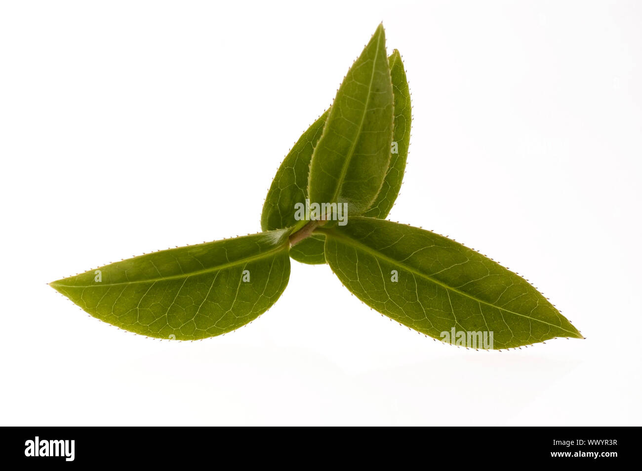 fresh tea leaves Stock Photo Alamy