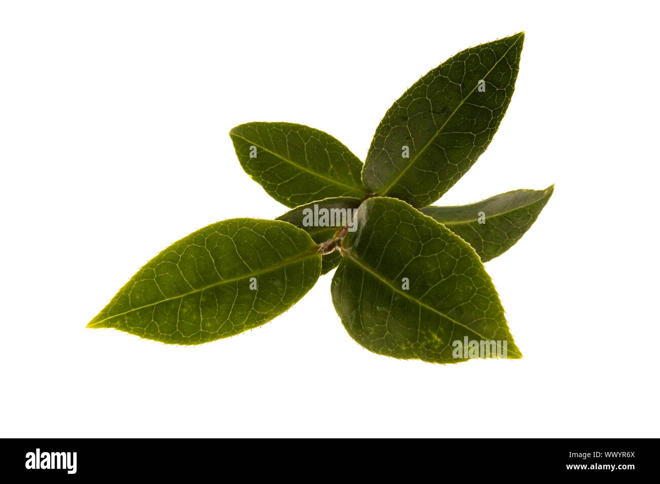 fresh tea leaves Stock Photo Alamy
