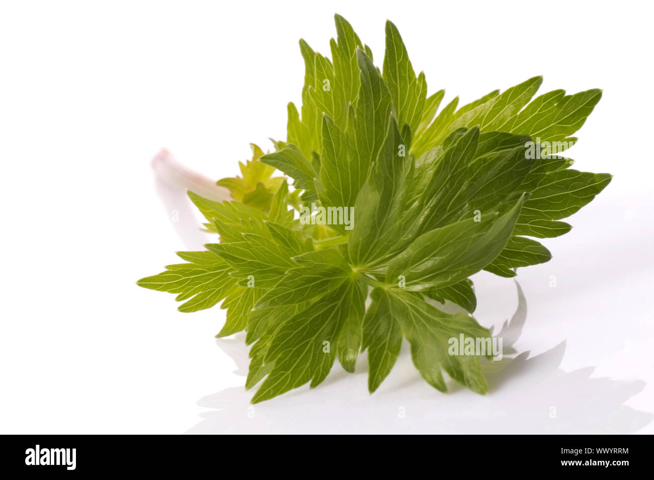 fresh herbs. lovage Stock Photo - Alamy
