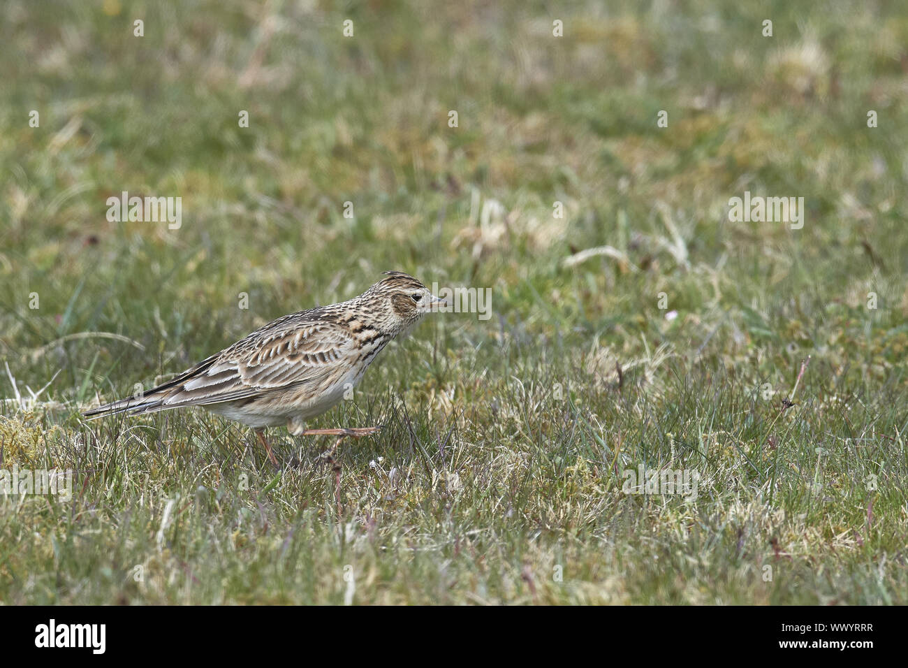 skylark Stock Photo