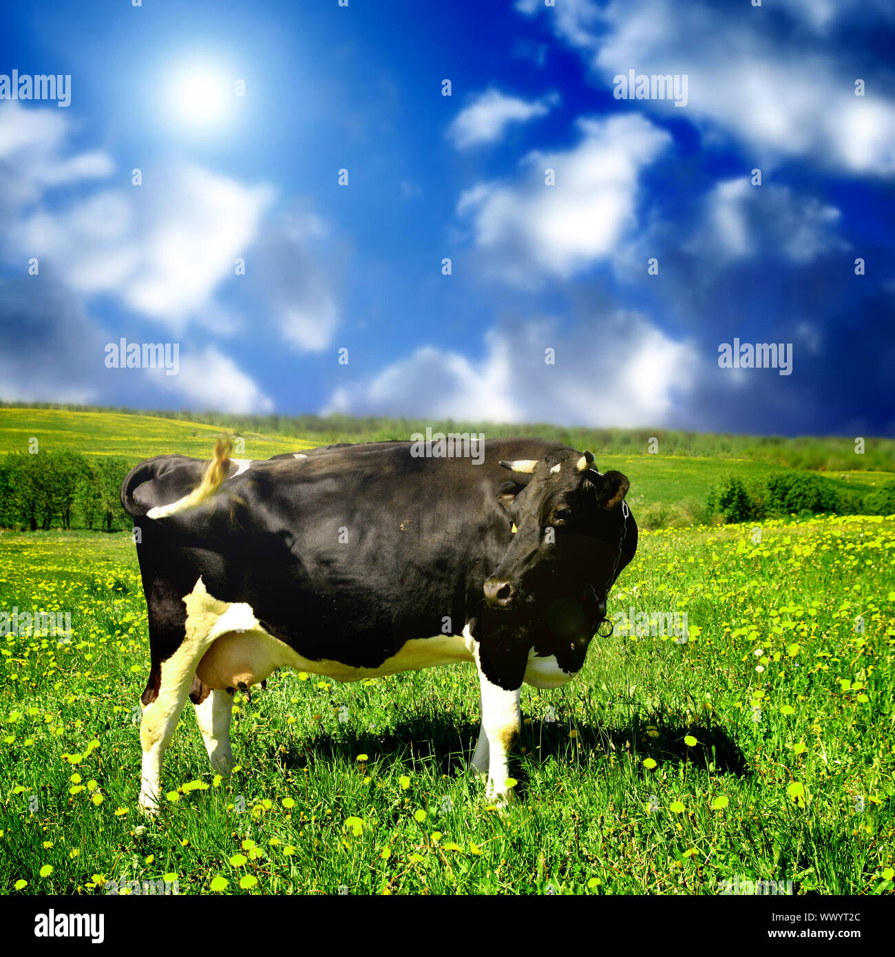cow on summer field Stock Photo