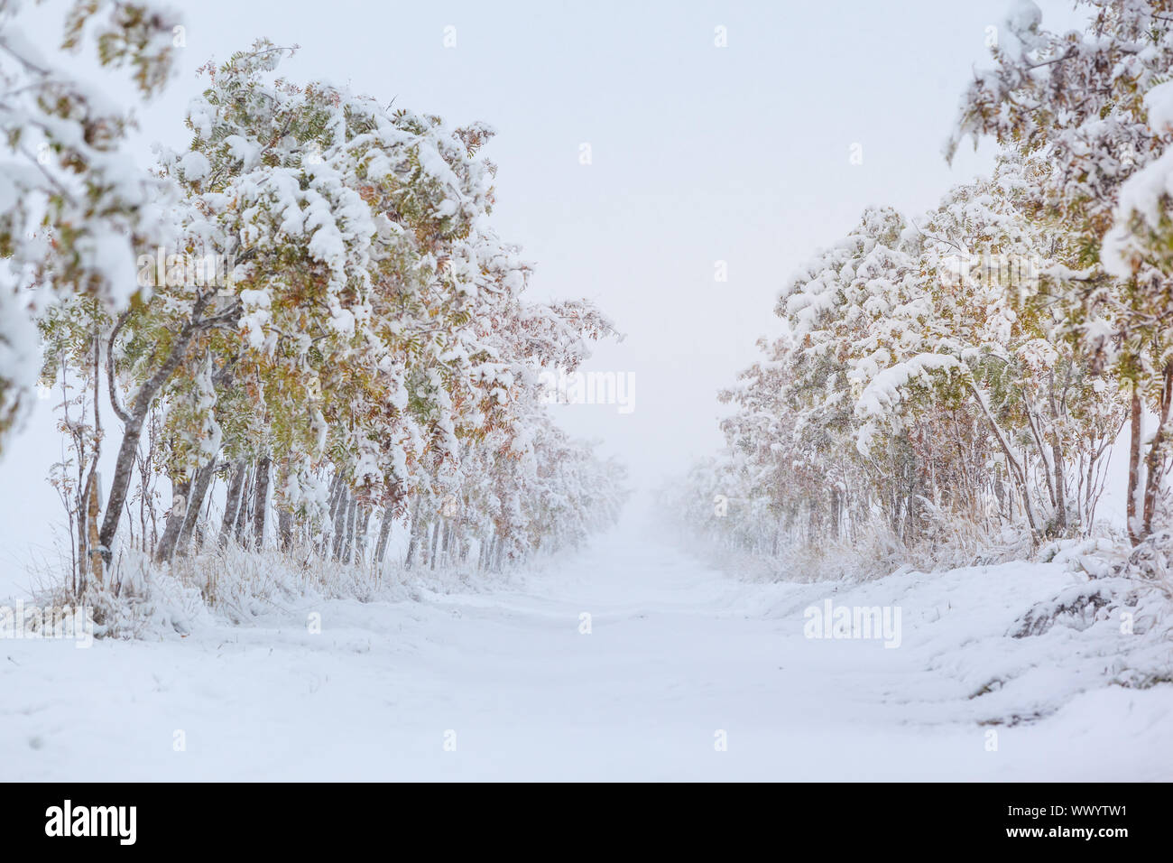 snowy way in autumn Stock Photo
