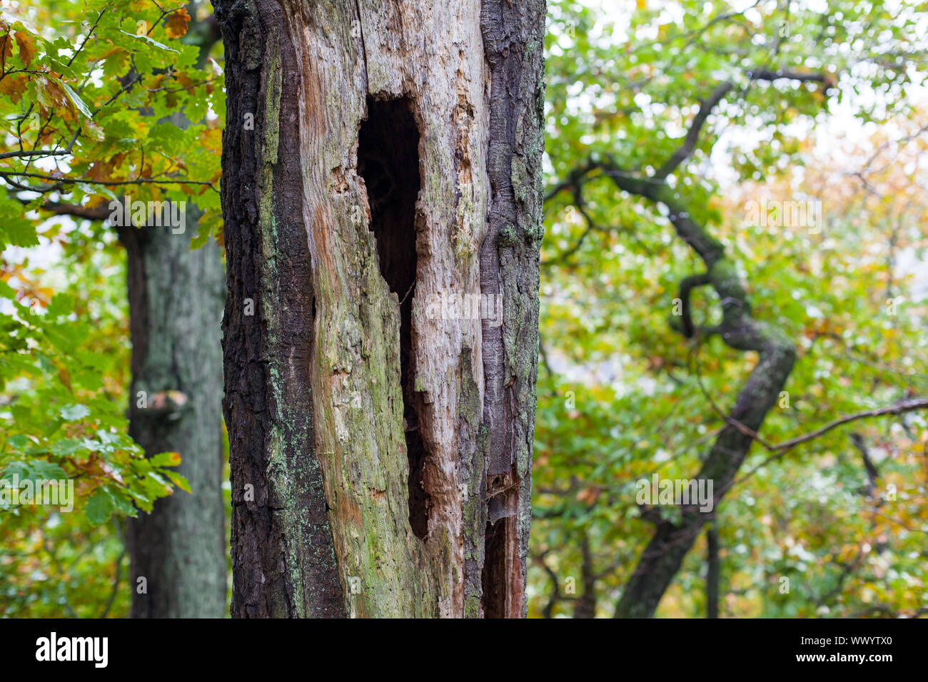 Forest cycle of life Stock Photo Alamy