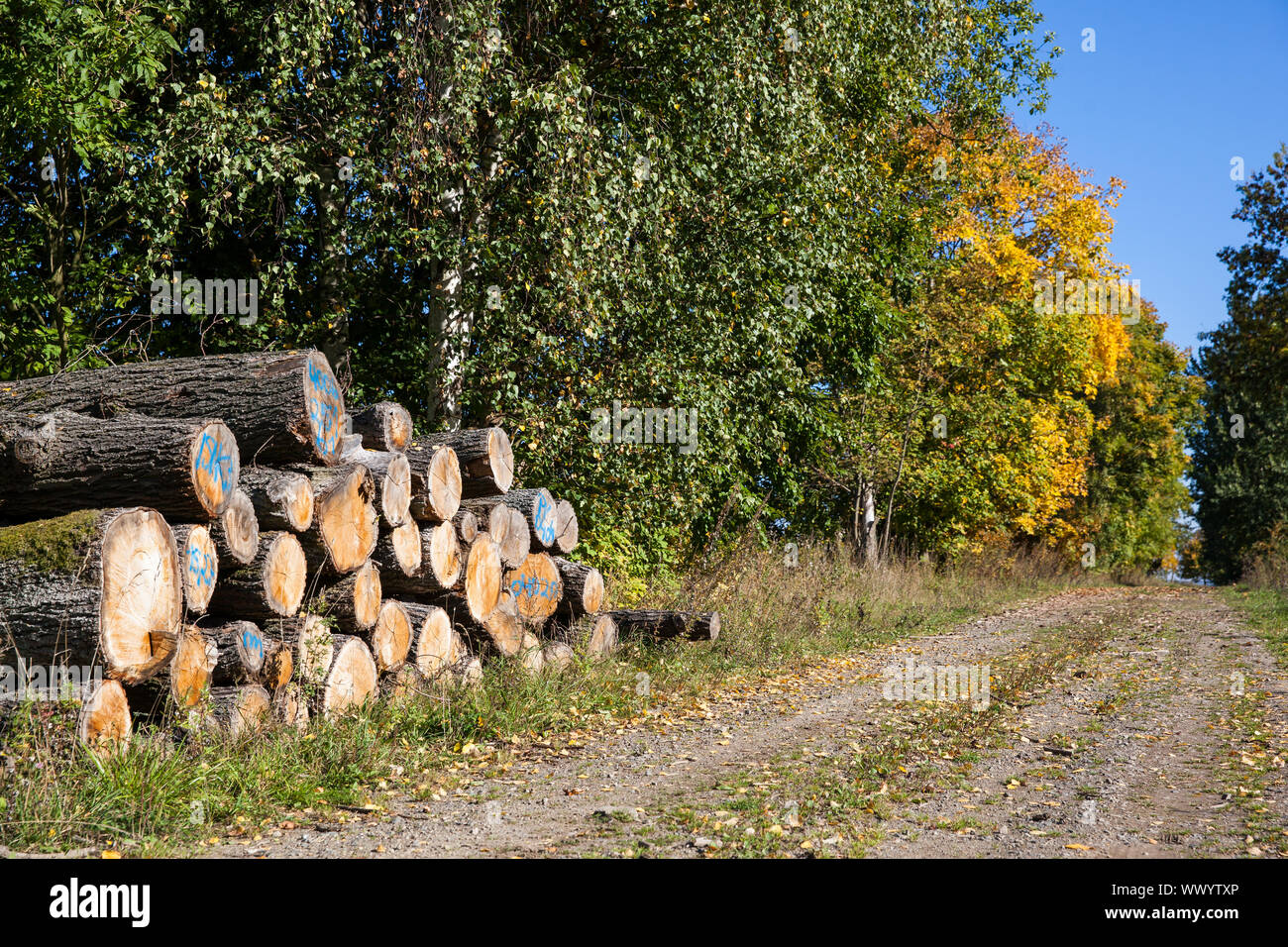 Forest path with wooden poles in autumn Stock Photo