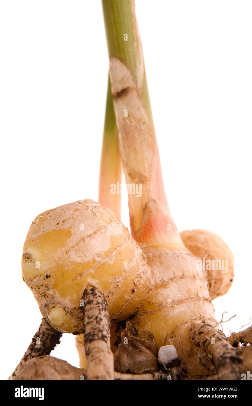 fresh ginger root. plant isolated on the white background Stock Photo